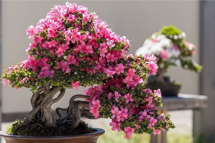 Bonsai-Azalea-1