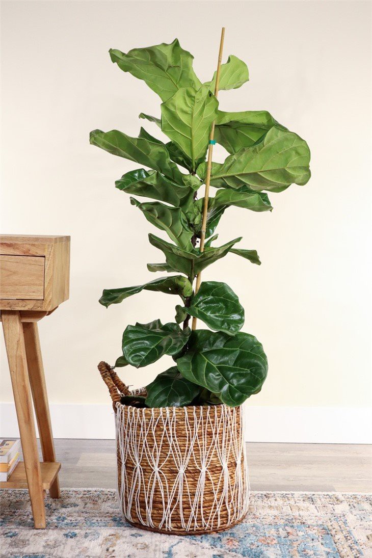 fiddle-leaf-fig-3
